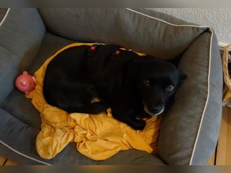 kleine, süße GLINDA sucht Kuschelpartner