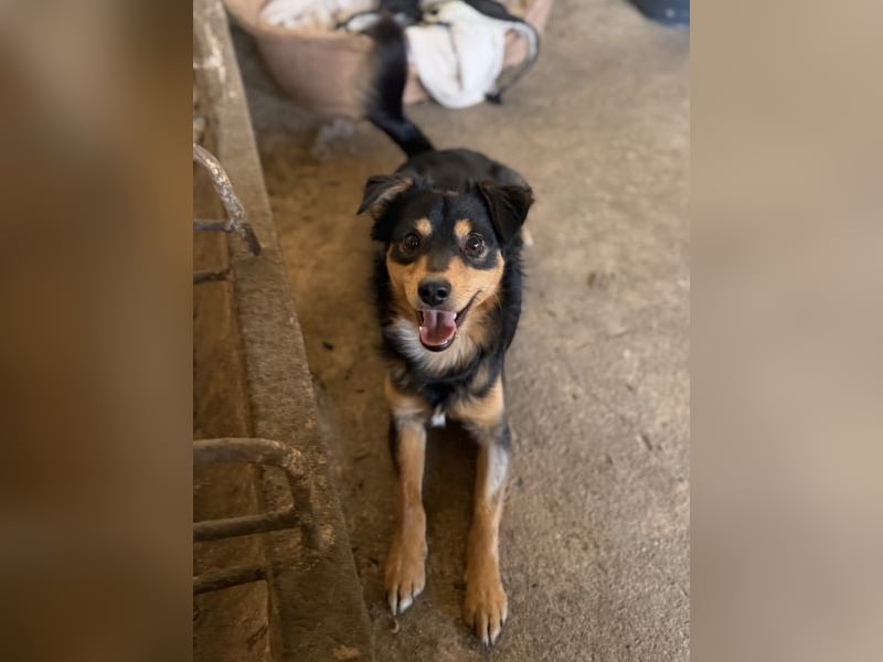 Dio, geb. ca. 01/2025, lebt in GRIECHENLAND, auf einer privaten Pflegestelle