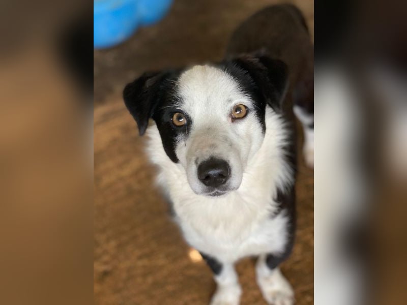 Coby, geb. ca. 04/2023, lebt in GRIECHENLAND, auf einer privaten Pflegestelle