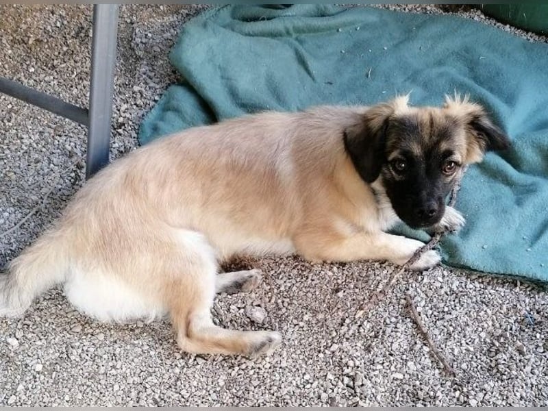Kleiner Benny sucht neues Zuhause - sein Herrchen ist schwer krank