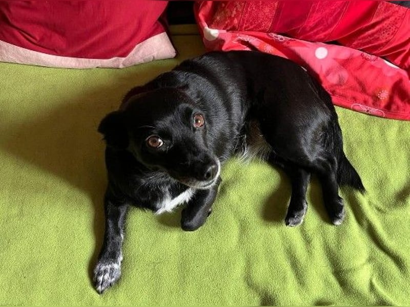 kleine, süße GLINDA sucht Kuschelpartner