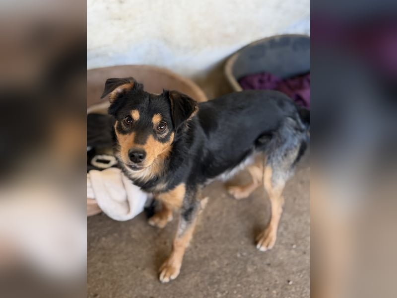 Dio, geb. ca. 01/2025, lebt in GRIECHENLAND, auf einer privaten Pflegestelle