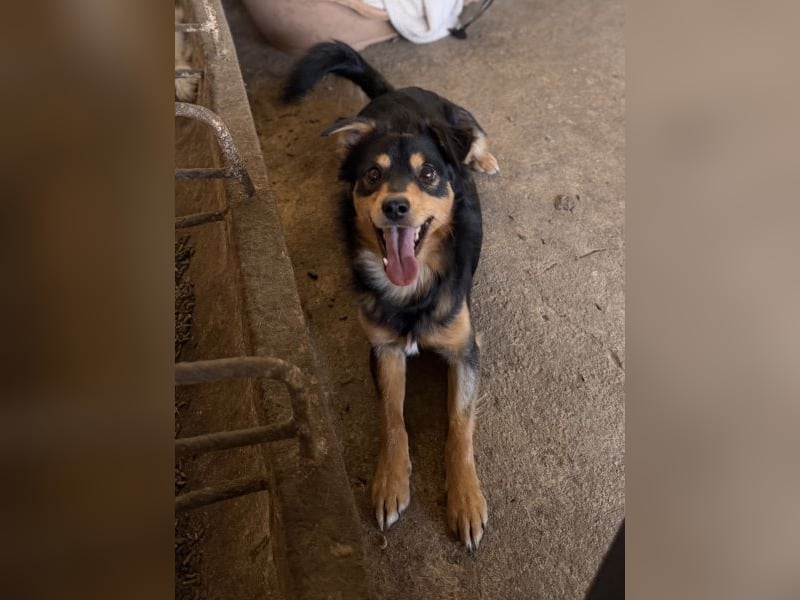 Dio, geb. ca. 01/2025, lebt in GRIECHENLAND, auf einer privaten Pflegestelle