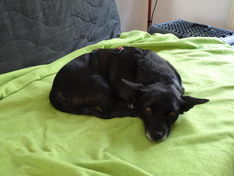 kleine, süße GLINDA sucht Kuschelpartner