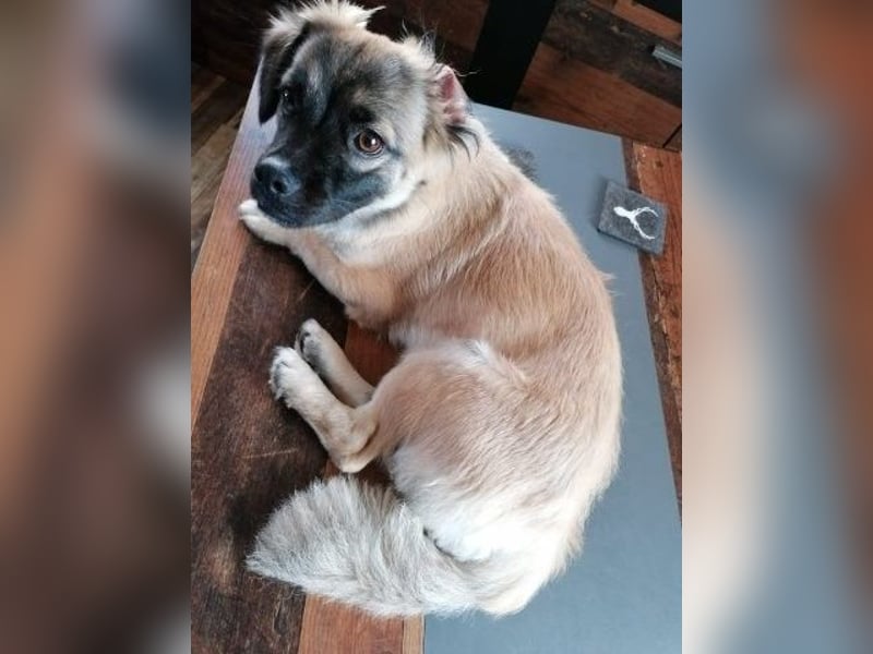 Kleiner Benny sucht neues Zuhause - sein Herrchen ist schwer krank