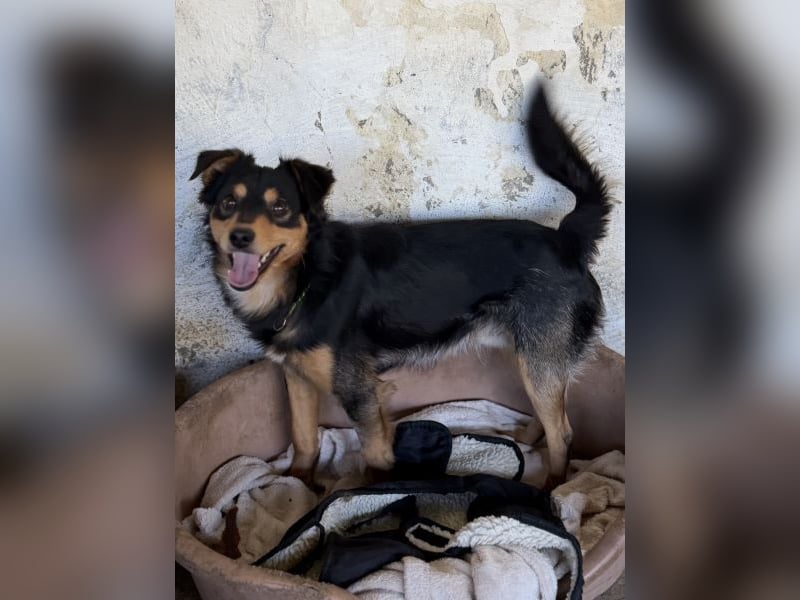 Dio, geb. ca. 01/2025, lebt in GRIECHENLAND, auf einer privaten Pflegestelle