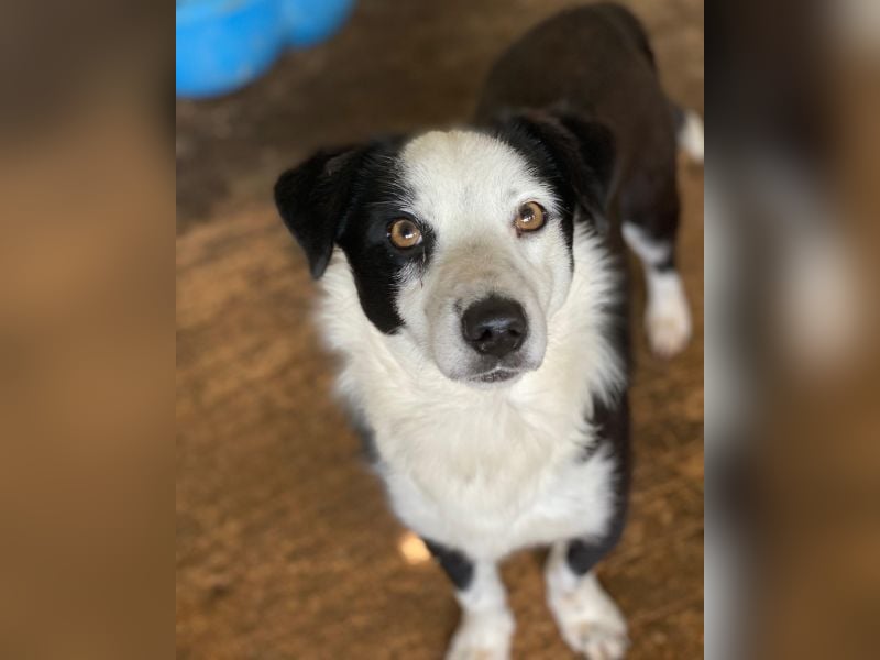 Coby, geb. ca. 04/2023, lebt in GRIECHENLAND, auf einer privaten Pflegestelle