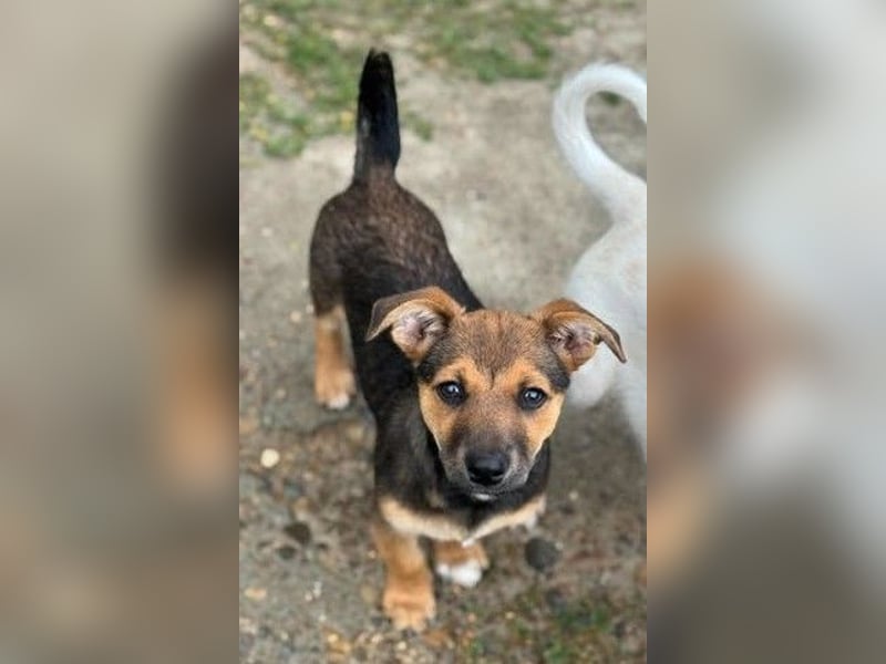 Fröhliches Hundekind Jessie - wurde einfach ausgesetzt