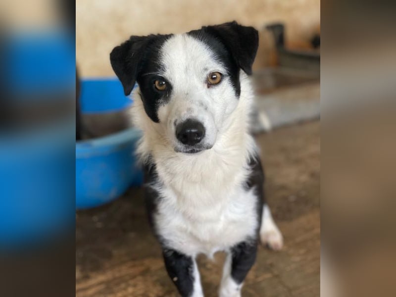 Coby, geb. ca. 04/2023, lebt in GRIECHENLAND, auf einer privaten Pflegestelle