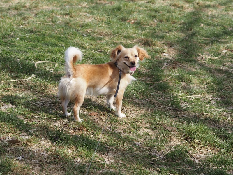 Kleiner Rüde MIO sucht ruhiges Zuhause!