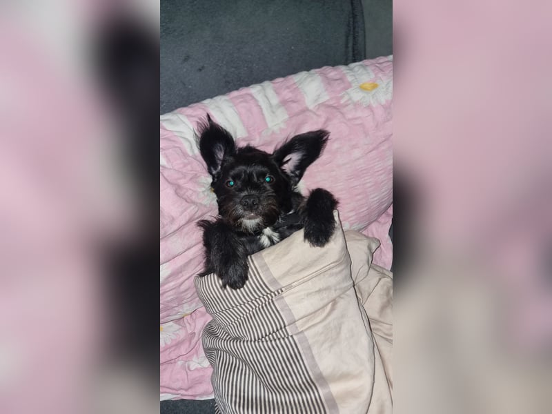 Hündin sucht dringend neues Zuhause