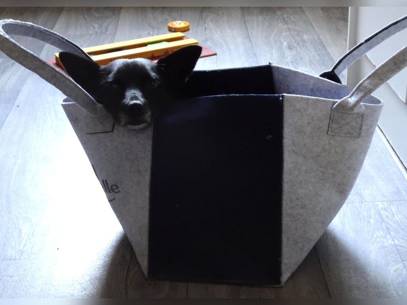 kleine, süße GLINDA sucht Kuschelpartner