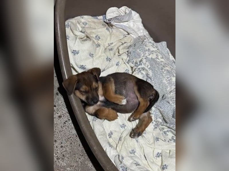 Fröhliches Hundekind Jessie - wurde einfach ausgesetzt
