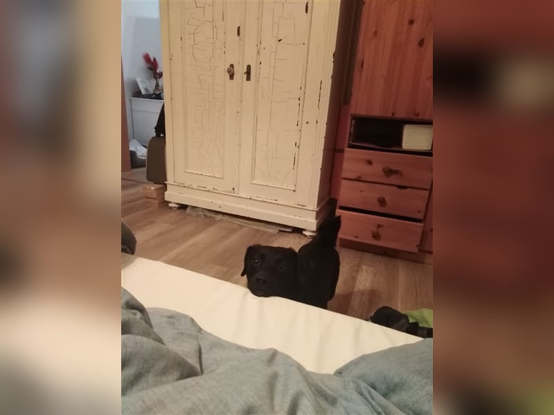 Toulo in 04317 Leipzig sucht Hundekenner