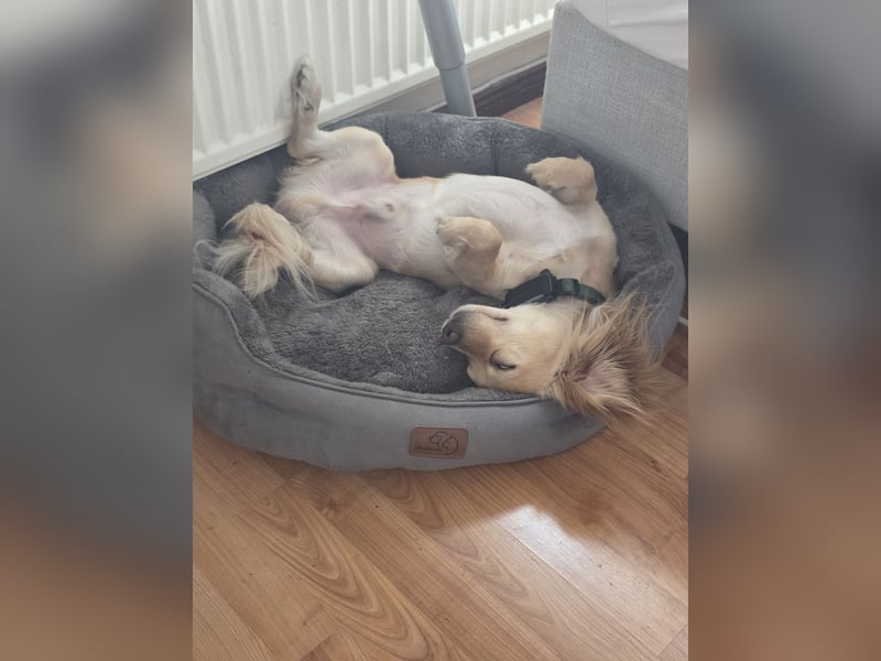 Kleiner Rüde MIO sucht sein Zuhause!