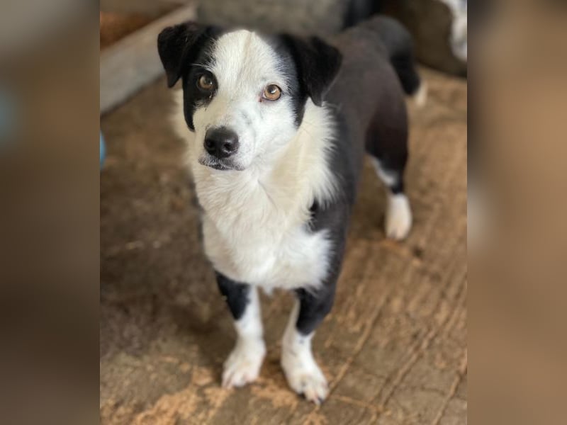 Coby, geb. ca. 04/2023, lebt in GRIECHENLAND, auf einer privaten Pflegestelle