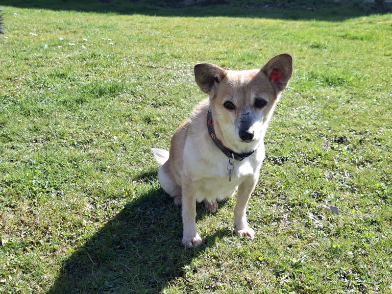 Piccolina sucht ein Zuhause
