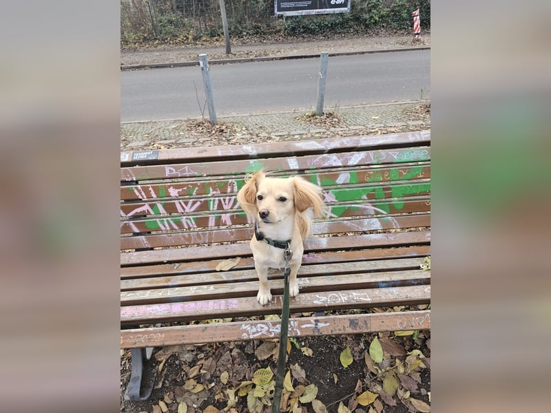 Kleiner Rüde MIO sucht sein Zuhause!