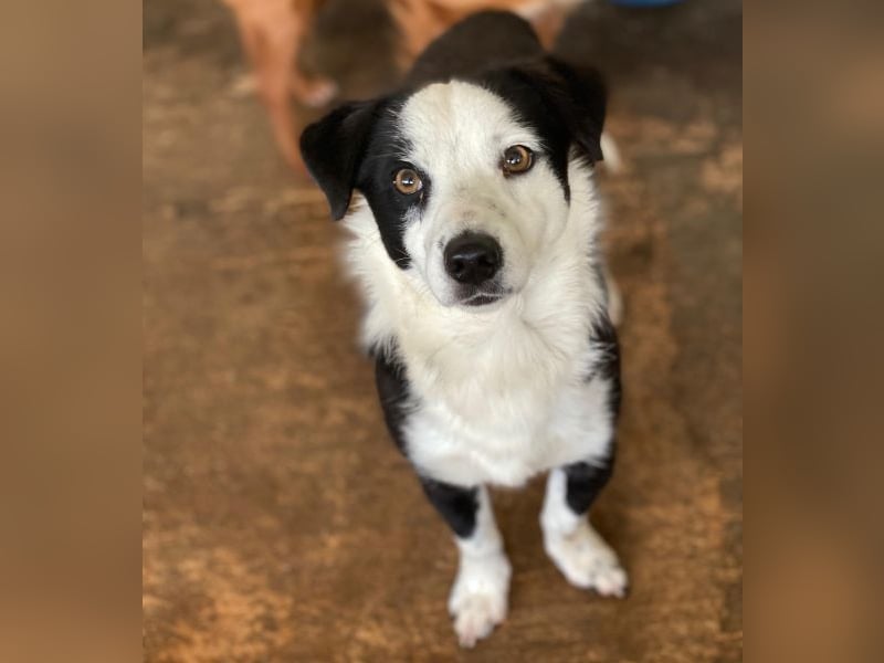 Coby, geb. ca. 04/2023, lebt in GRIECHENLAND, auf einer privaten Pflegestelle