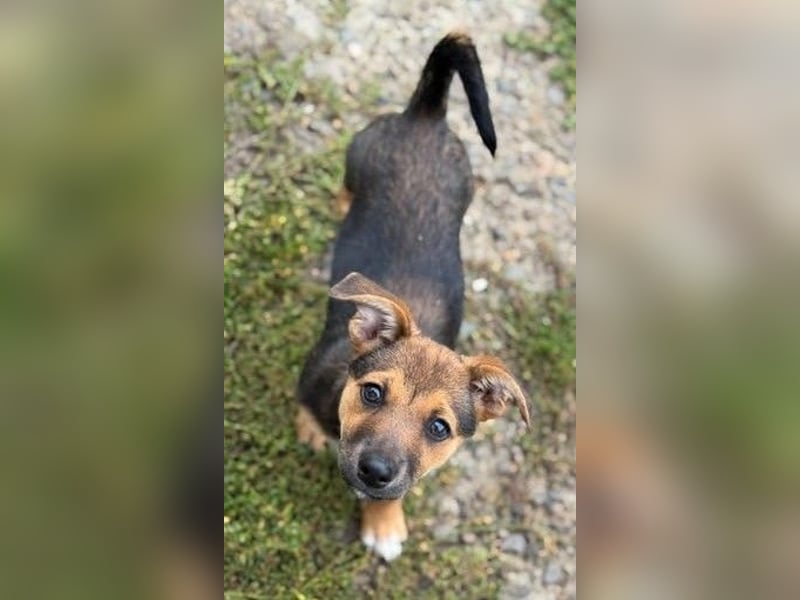 Fröhliches Hundekind Jessie - wurde einfach ausgesetzt