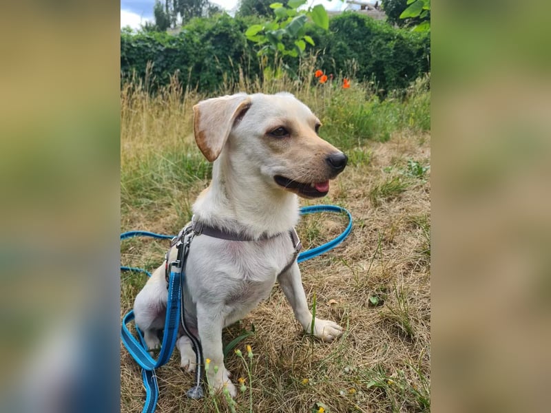 Minimann Eddi sucht seine Menschen