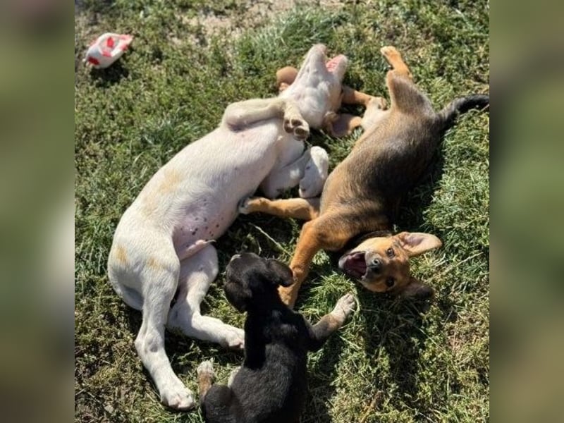 Fröhliches Hundekind Jessie - wurde einfach ausgesetzt