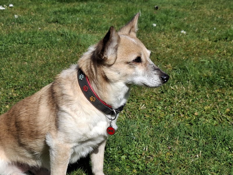 Piccolina sucht ein Zuhause