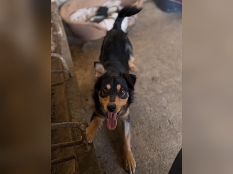 Dio, geb. ca. 01/2025, lebt in GRIECHENLAND, auf einer privaten Pflegestelle