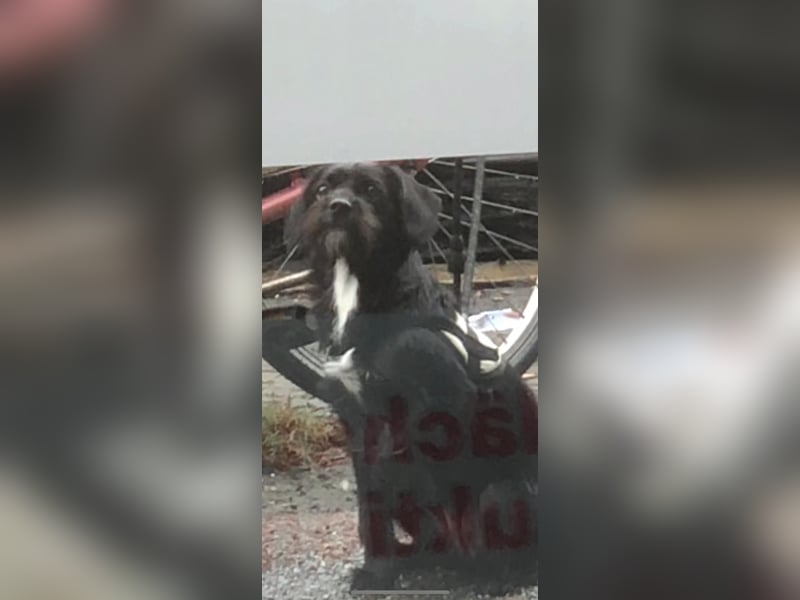 Hündin sucht dringend neues Zuhause