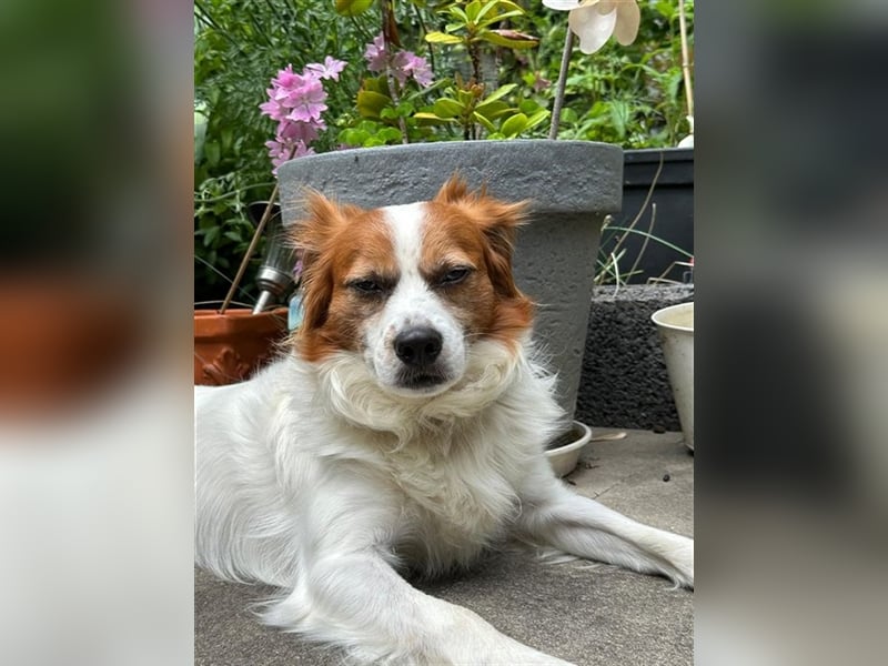 Simba - Trennungsopfer - braucht schnell neues Zuhause