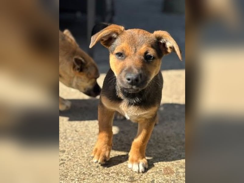 Fröhliches Hundekind Jessie - wurde einfach ausgesetzt