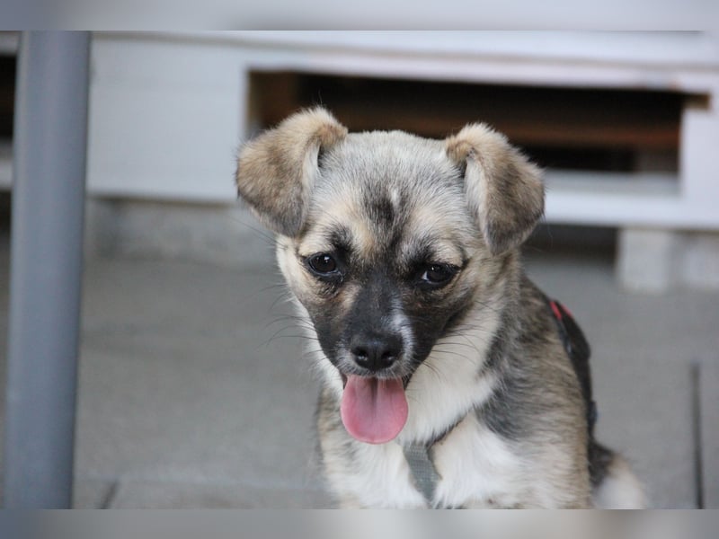 Pinja sucht ein Zuhause