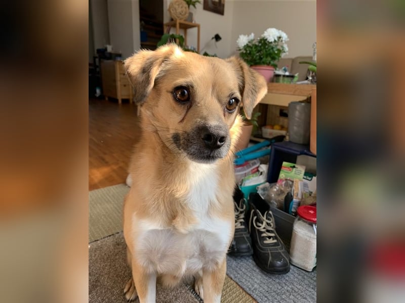 Charly in 67105 Schifferstadt sucht seine Familie