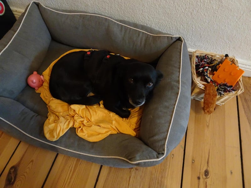 kleine, süße GLINDA sucht Kuschelpartner