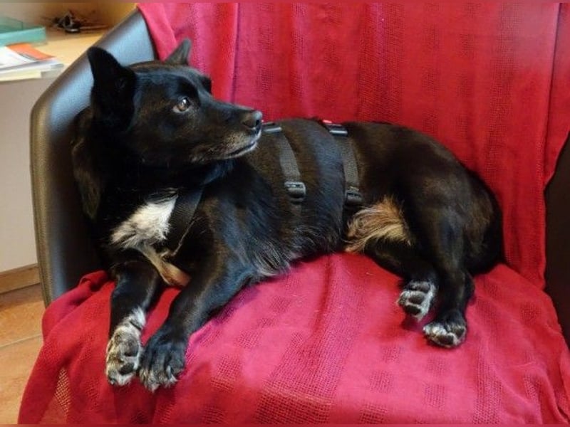 kleine, süße GLINDA sucht Kuschelpartner