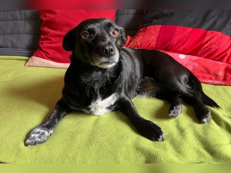 kleine, süße GLINDA sucht Kuschelpartner