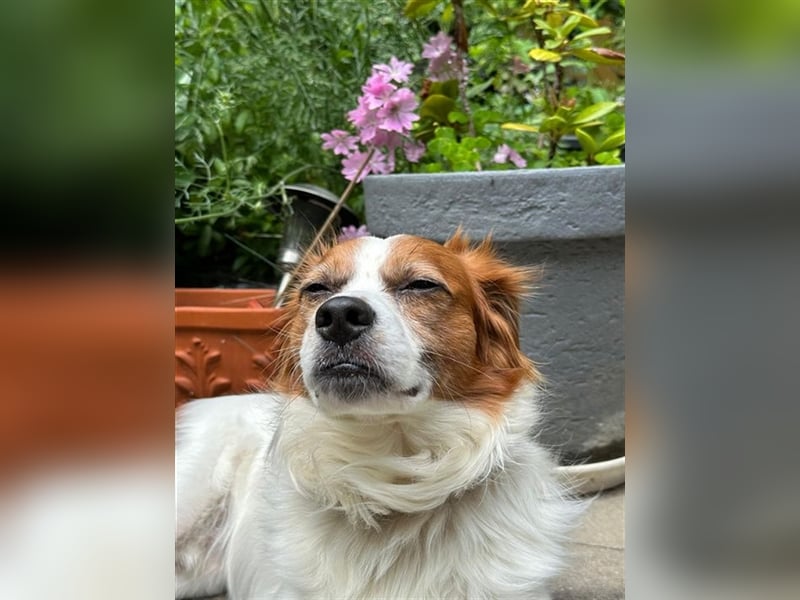 Simba - Trennungsopfer - braucht schnell neues Zuhause
