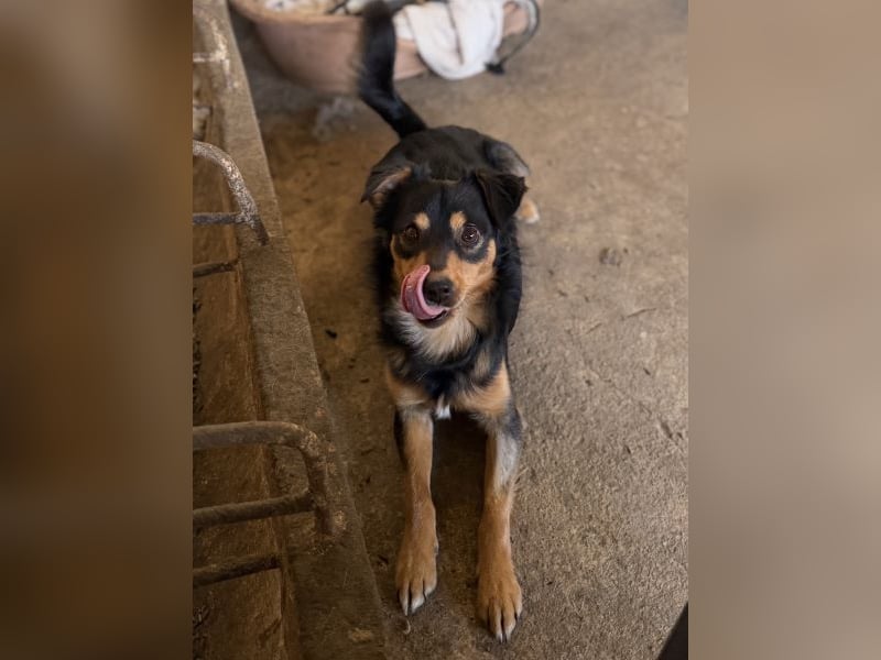 Dio, geb. ca. 01/2025, lebt in GRIECHENLAND, auf einer privaten Pflegestelle