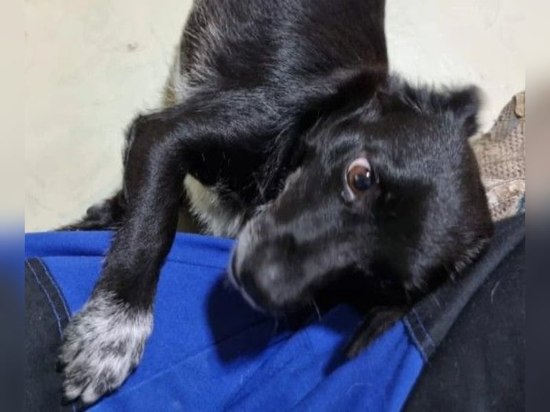 kleine, süße GLINDA sucht Kuschelpartner