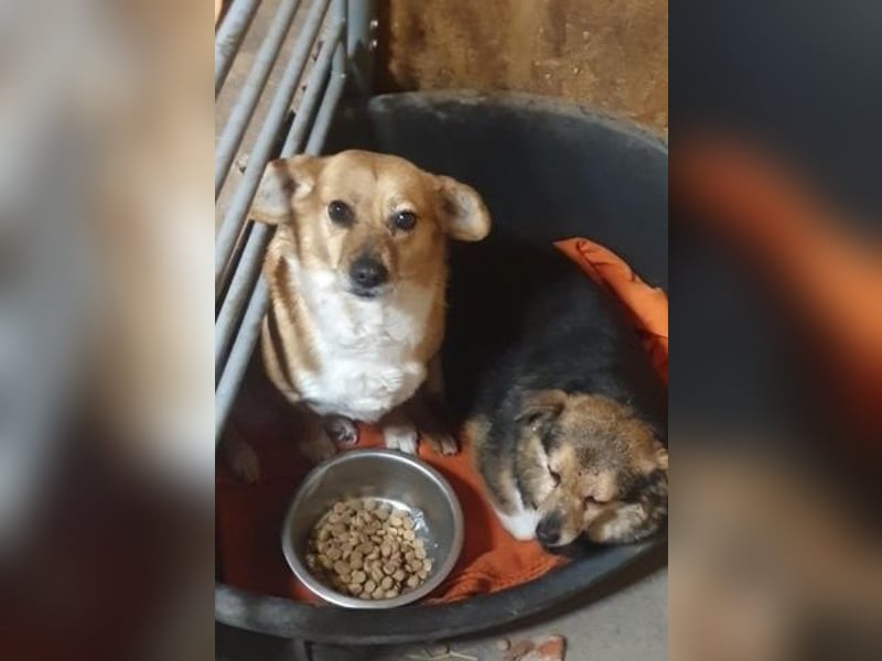 Kleine süße Nora - sucht mit Freundin Bengy ein Zuhause