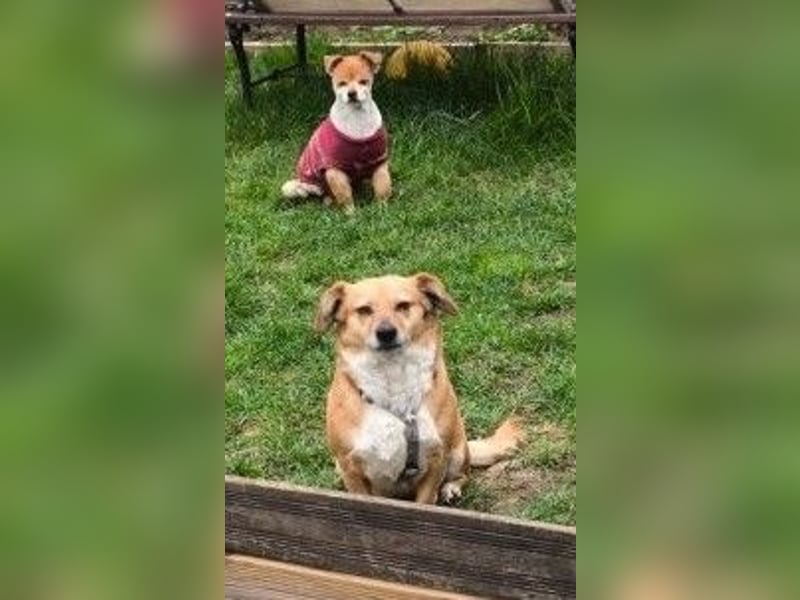 Liebe Hunde-Omi Bengy - sucht Zuhause mit Freundin Nora