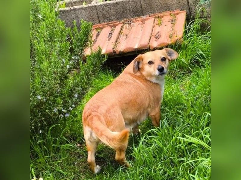 Liebe Hunde-Omi Bengy - sucht Zuhause mit Freundin Nora
