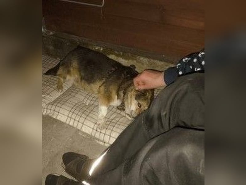 Kleine süße Nora - sucht mit Freundin Bengy ein Zuhause