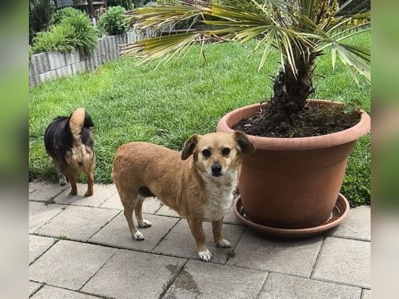 Liebe Hunde-Omi Bengy - sucht Zuhause mit Freundin Nora