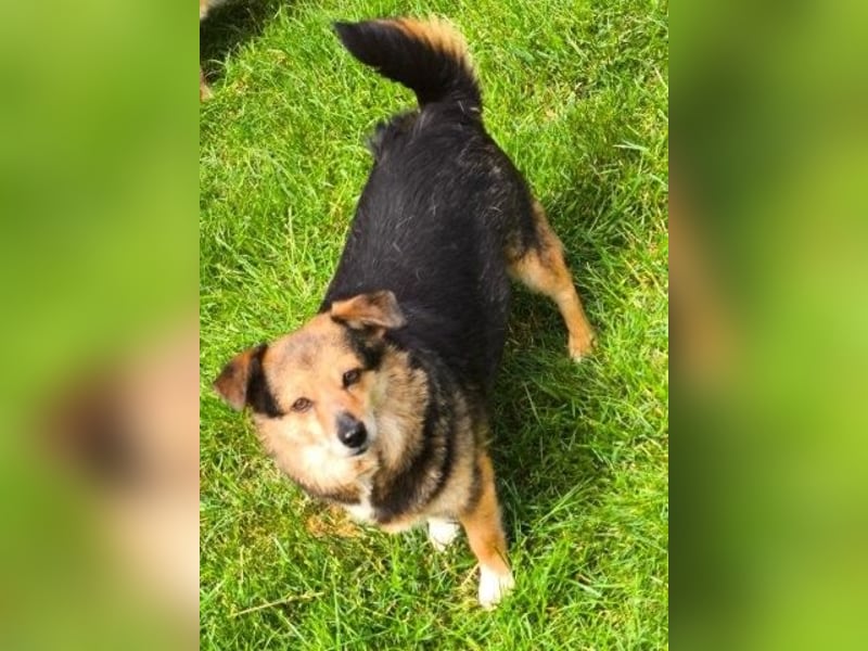Kleine süße Nora - sucht mit Freundin Bengy ein Zuhause
