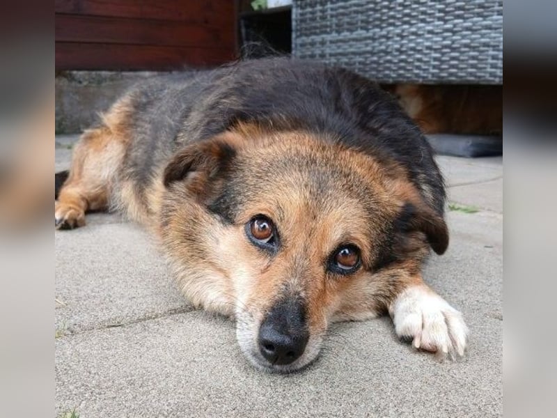 Kleine süße Nora - sucht mit Freundin Bengy ein Zuhause