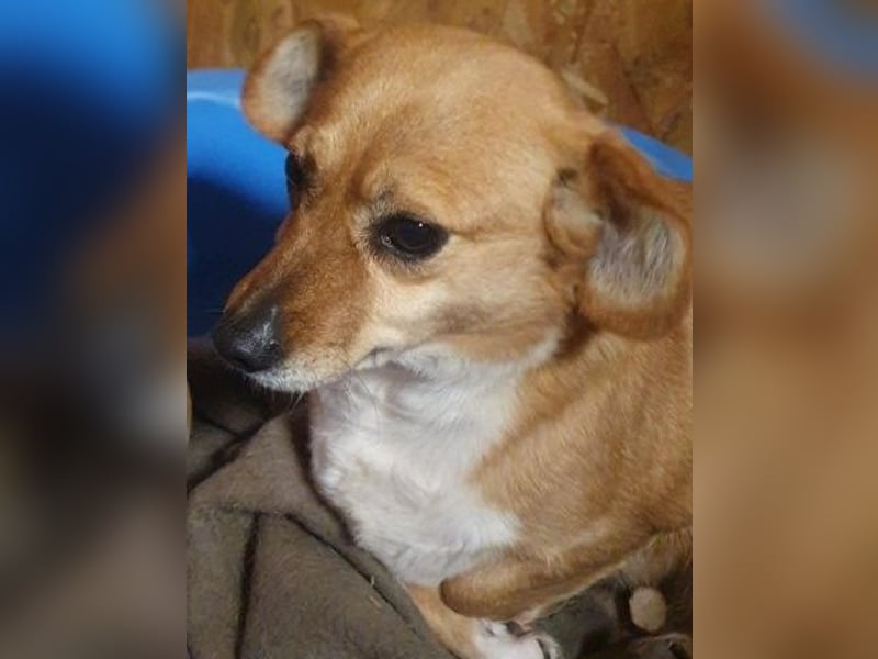 Liebe Hunde-Omi Bengy - sucht Zuhause mit Freundin Nora