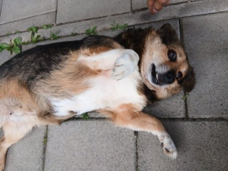 Kleine süße Nora - sucht mit Freundin Bengy ein Zuhause