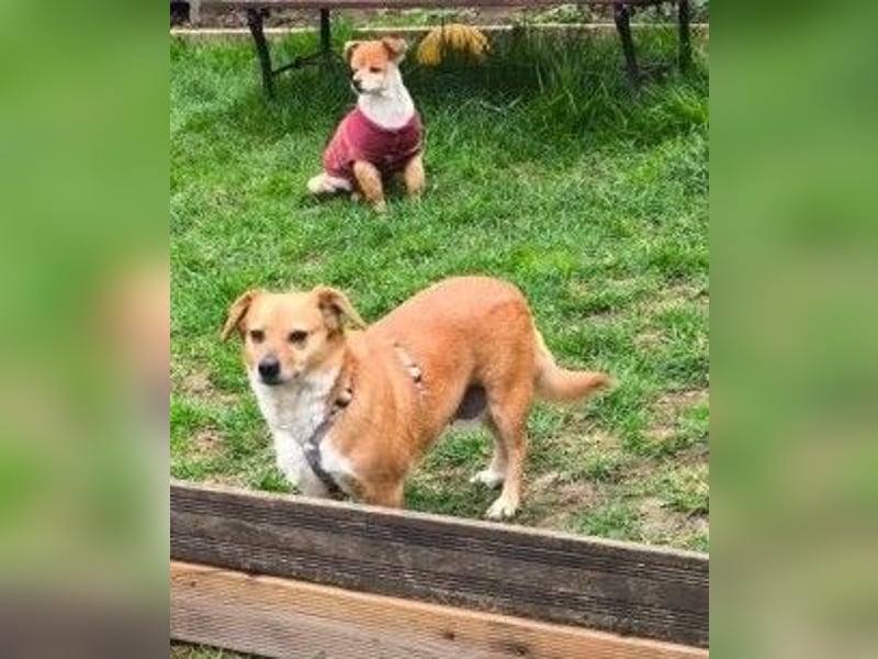 Liebe Hunde-Omi Bengy - sucht Zuhause mit Freundin Nora