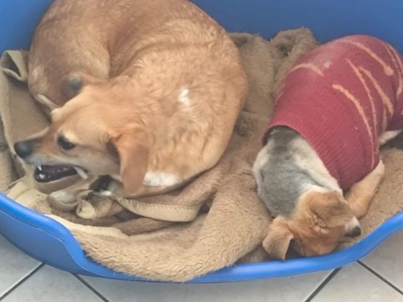 Liebe Hunde-Omi Bengy - sucht Zuhause mit Freundin Nora